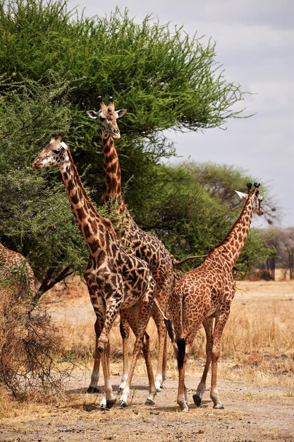 Foto giraffe die in een veld staat