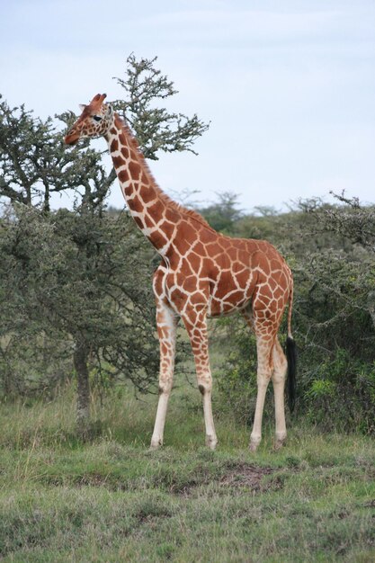 Foto giraffe die op een grasveld tegen de lucht staat