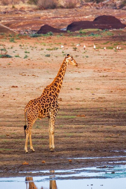 Foto giraffe die op het land staat bij zonsondergang