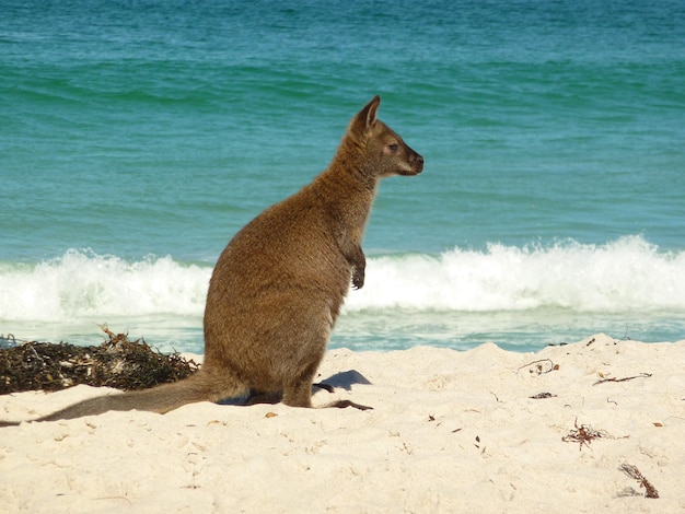 Giraffe die op het strand staat