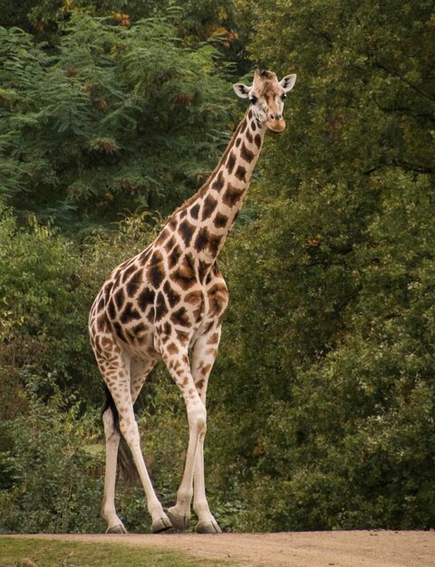 Foto giraffe die op het veld loopt