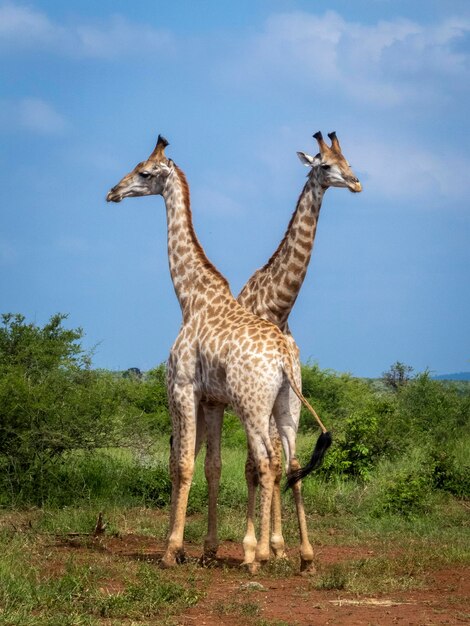 Foto giraffe die op het veld tegen de lucht staat