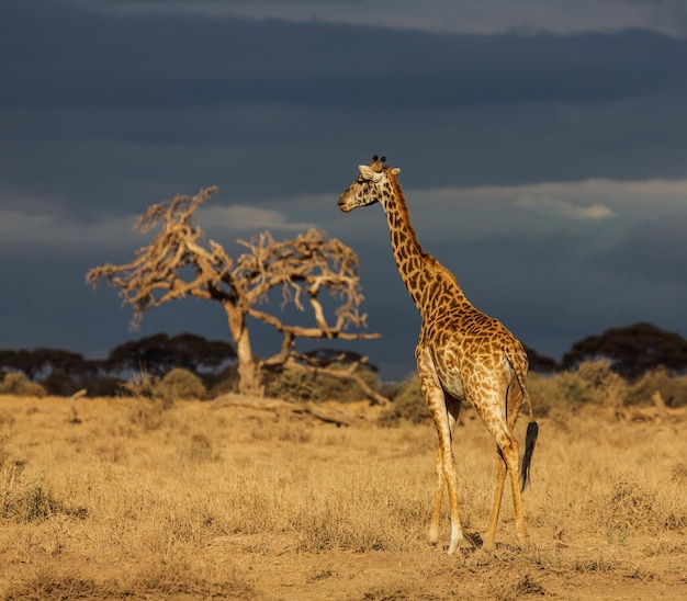 Giraffe die 's avonds in de savanne staat. Een boom en een donkerblauwe lucht op de achtergrond. Amboseli na