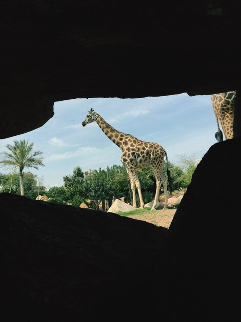 Giraffe die vanuit de grot ziet