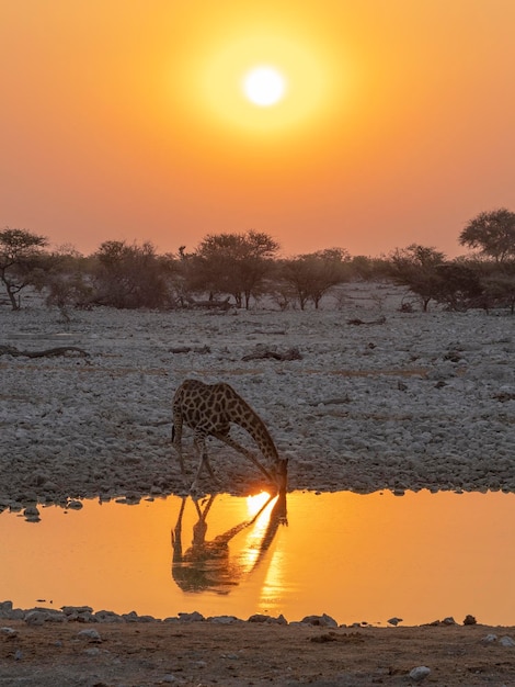 Giraffe drinking water in the Etosha National Park in Namibia in Africa