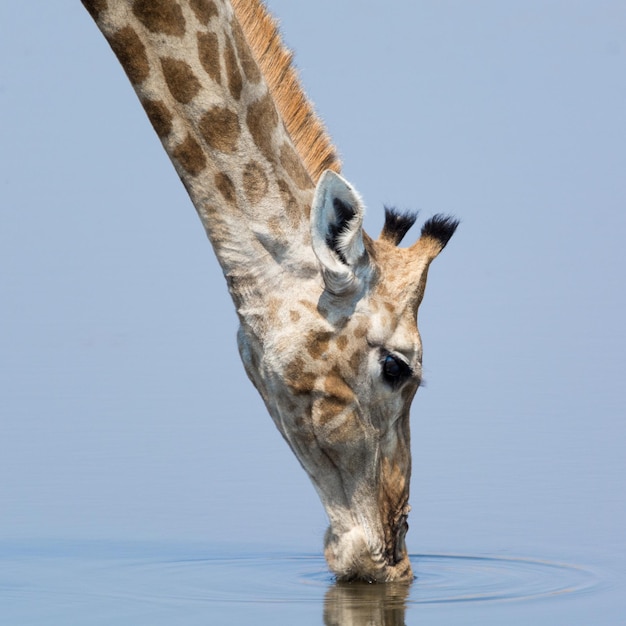 Foto giraffe che beve l'acqua del lago