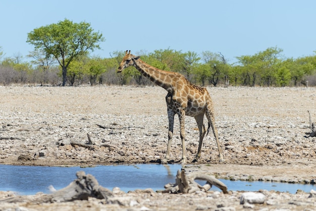 Giraffe drinking water on waterhole in the African savanna