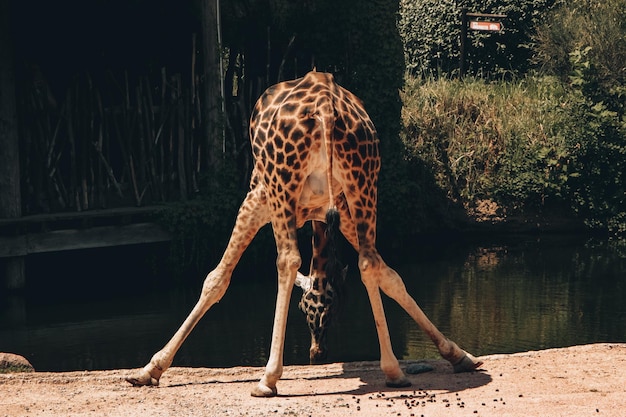 Photo giraffe drinking