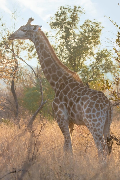 Giraffe Eating Leaves From a Tree