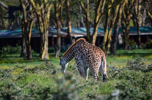 Жираф ест в парке Найваша, Кения, Африка.
