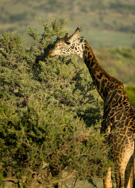 Giraffa che mangia nel serengeti, tanzania, africa