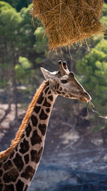 Giraffe eating straw hanging