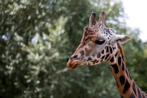 Foto giraffe een portret