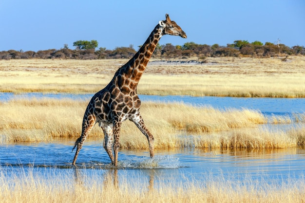 기린 Etosha 국립 공원 나미비아