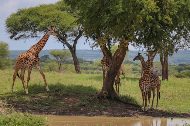 Giraffe family