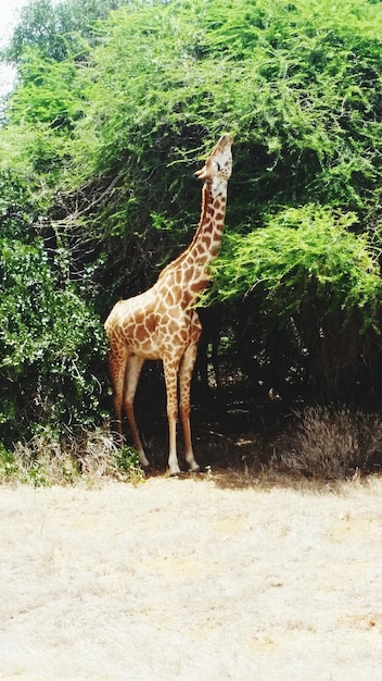 Foto giraffe che si nutrono dall'albero