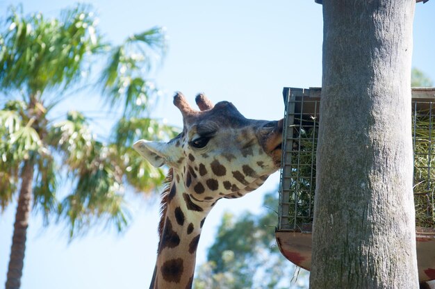 Foto alimentazione della giraffa