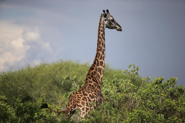 Foto giraffe in un campo