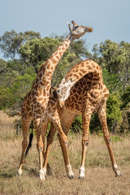 Foto giraffe in un campo