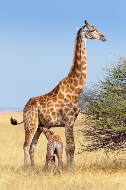 Foto giraffa in un campo