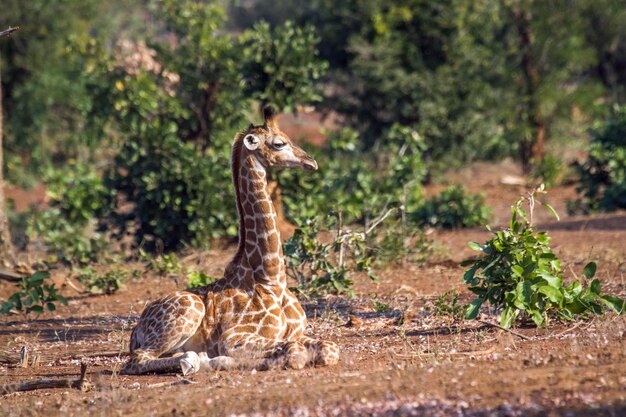 Photo giraffe in a forest