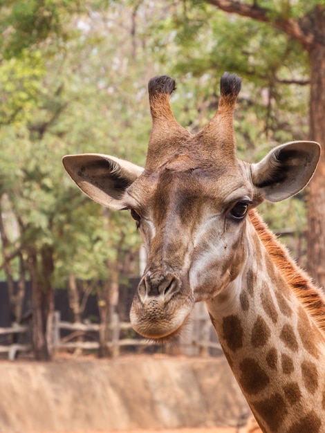 Foto fronte della giraffa