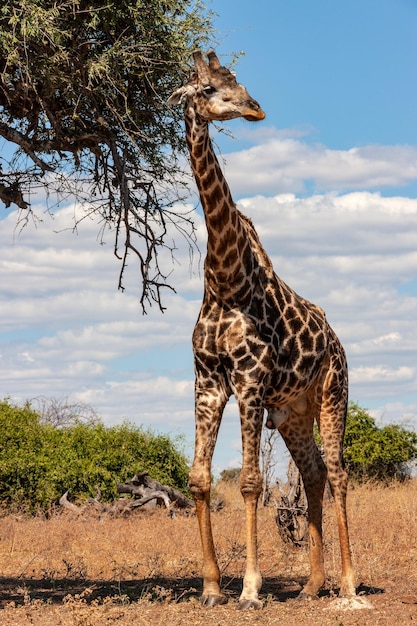 キリン Giraffa camelopardalis ボツワナ