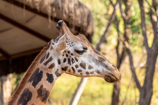 Жираф (Giraffa camelopardalis) днем.