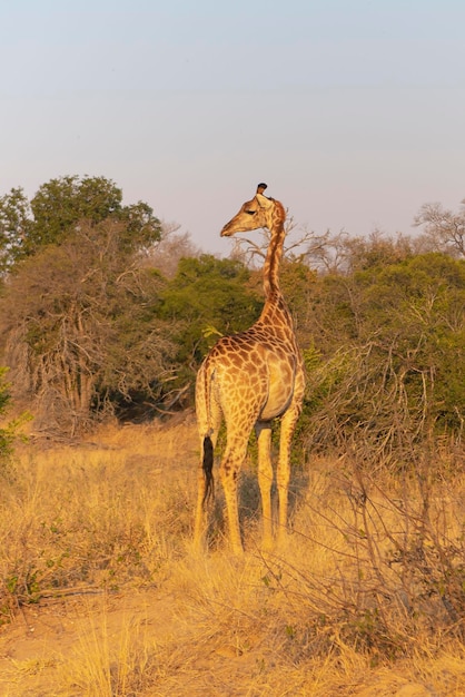 キリン (Giraffa camelopardalis) クルーガー、南アフリカ共和国