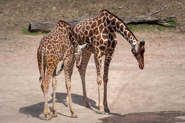 キリンGiraffacamelopardalisreticulata