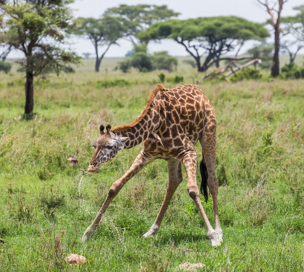 Giraffa al pascolo su un campo