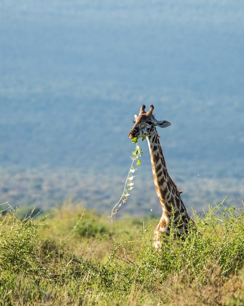 Foto giraffe che pascolano su un campo erboso