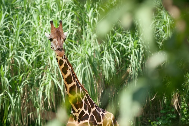 Foto giraffa nel sottobosco verde, collo lungo e viso curioso