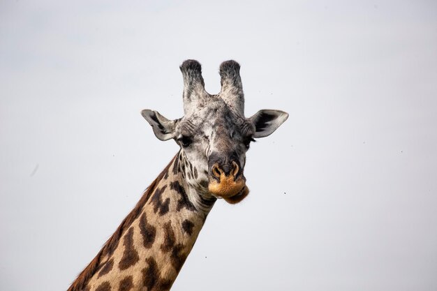 写真 ケニアのマサイマラ国立保護区でキリンの頭をクローズアップ