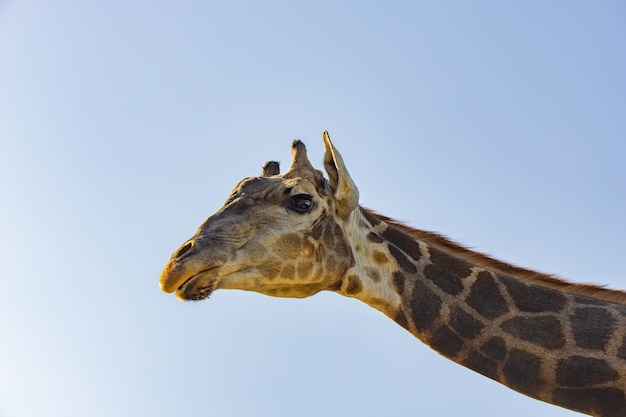 giraffe head closeup against the sky