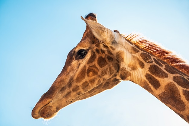 Giraffe head closeup