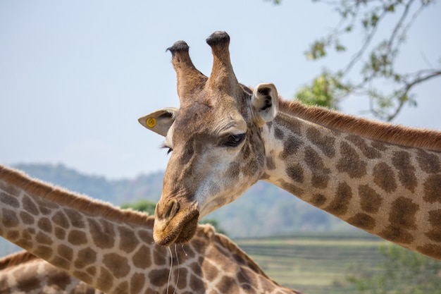 Testa della giraffa nello zoo nazionale, tailandia