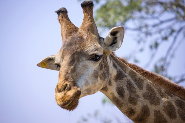 Photo giraffe head in the national zoo, thailand