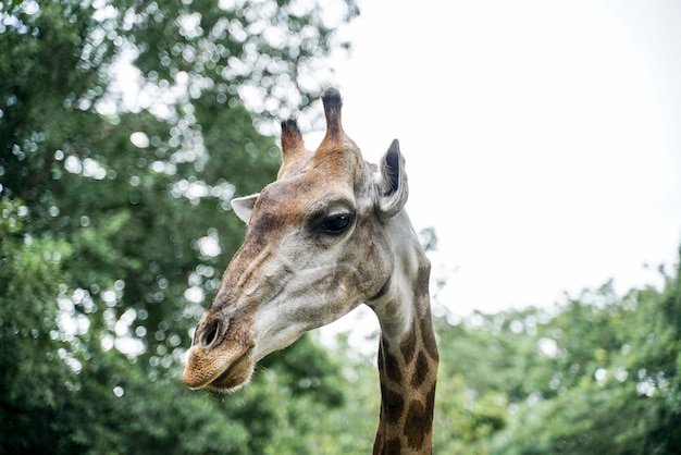 Giraffe Head Portrait Face Neck