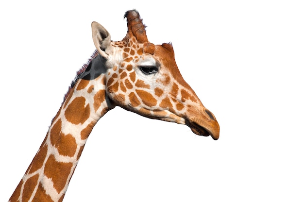 Giraffe head