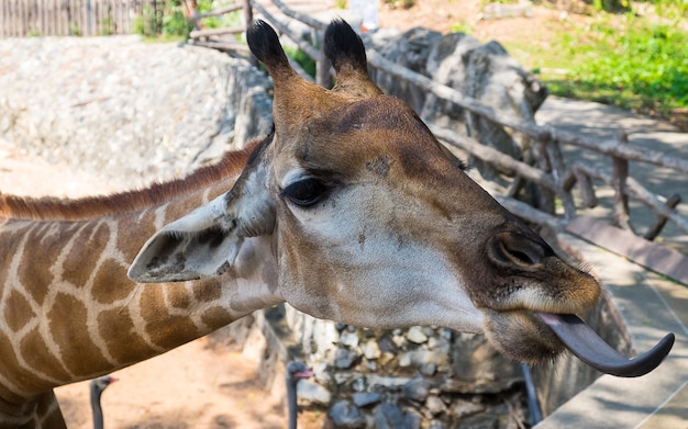 キリンの頭