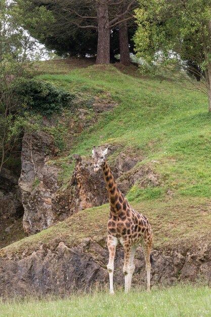 Giraffe high animal