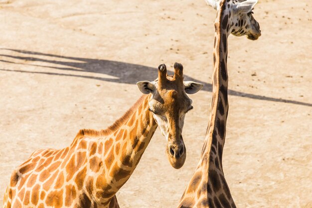 Photo giraffe in a horse