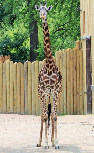 Foto giraffe in de dierentuin