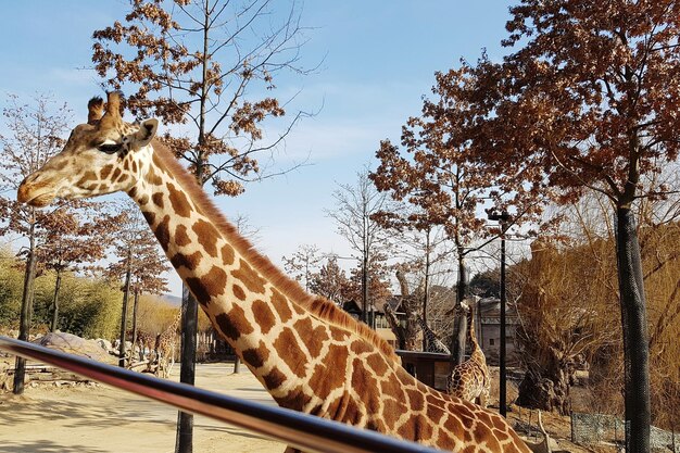 Foto giraffe in de dierentuin