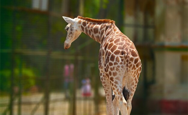 Foto giraffe in de dierentuin