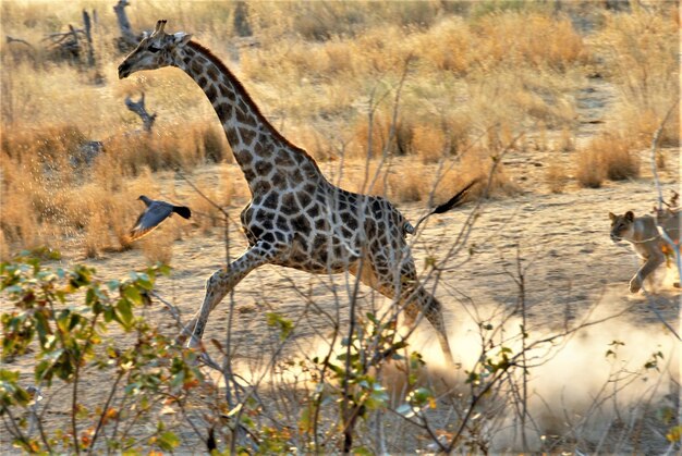 Foto giraffe in een bos