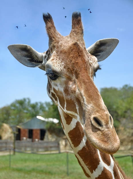 Foto giraffe in een ecologisch park
