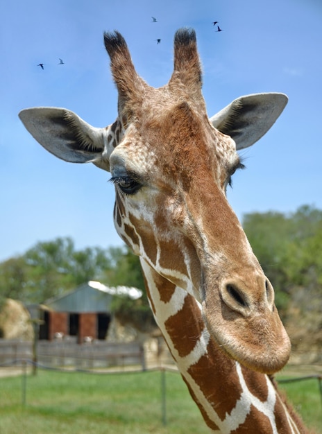 Giraffe in een ecologisch park