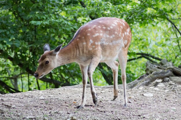 Giraffe in het bos